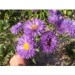 Erigeron speciosus 'Azurfee'